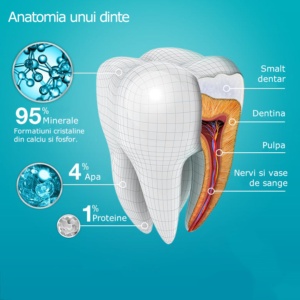 Cat de rezistenti sunt dinții? Anatomia unui dinte